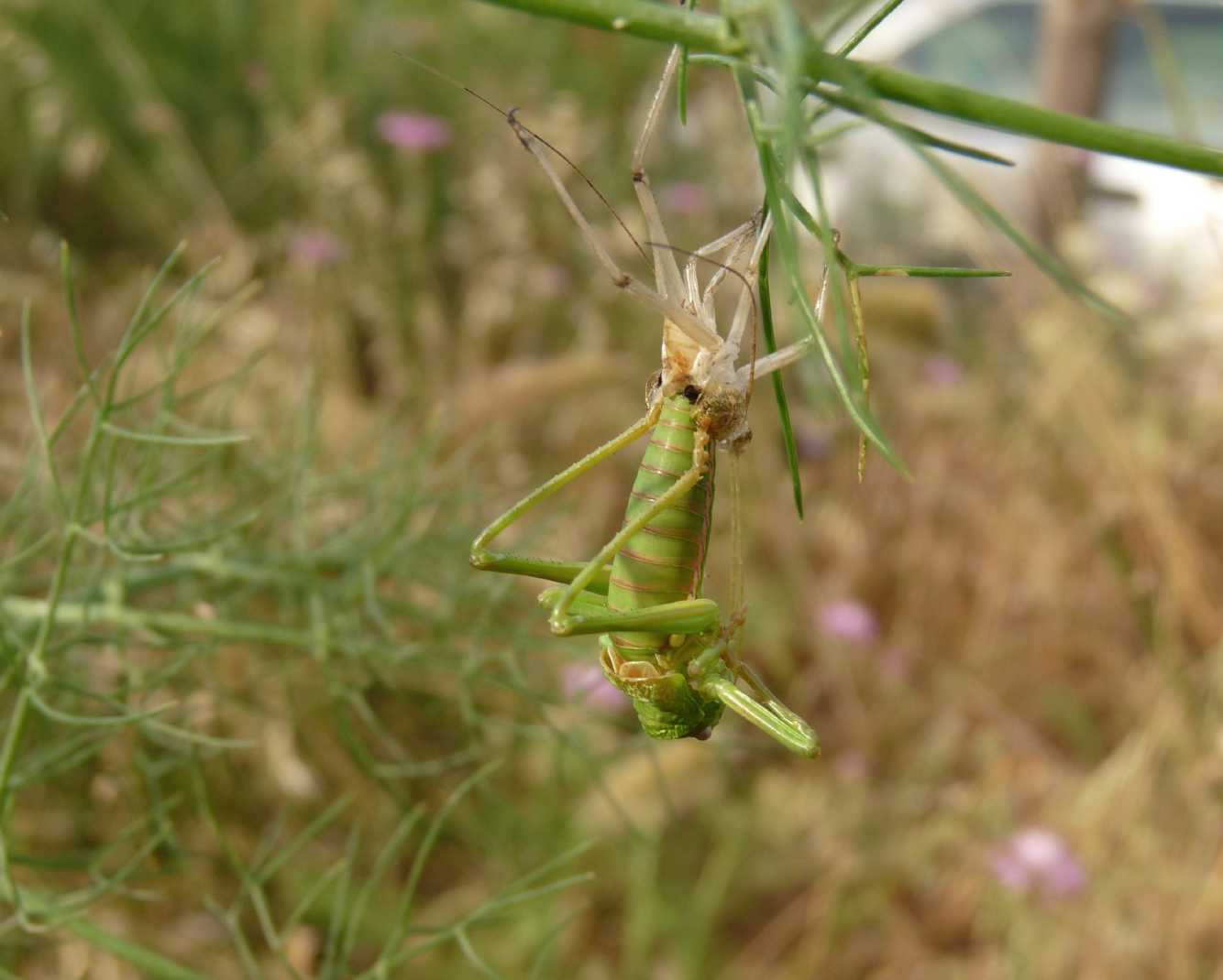 Uromenus (Bolivarius) brevicollis insularis in muta